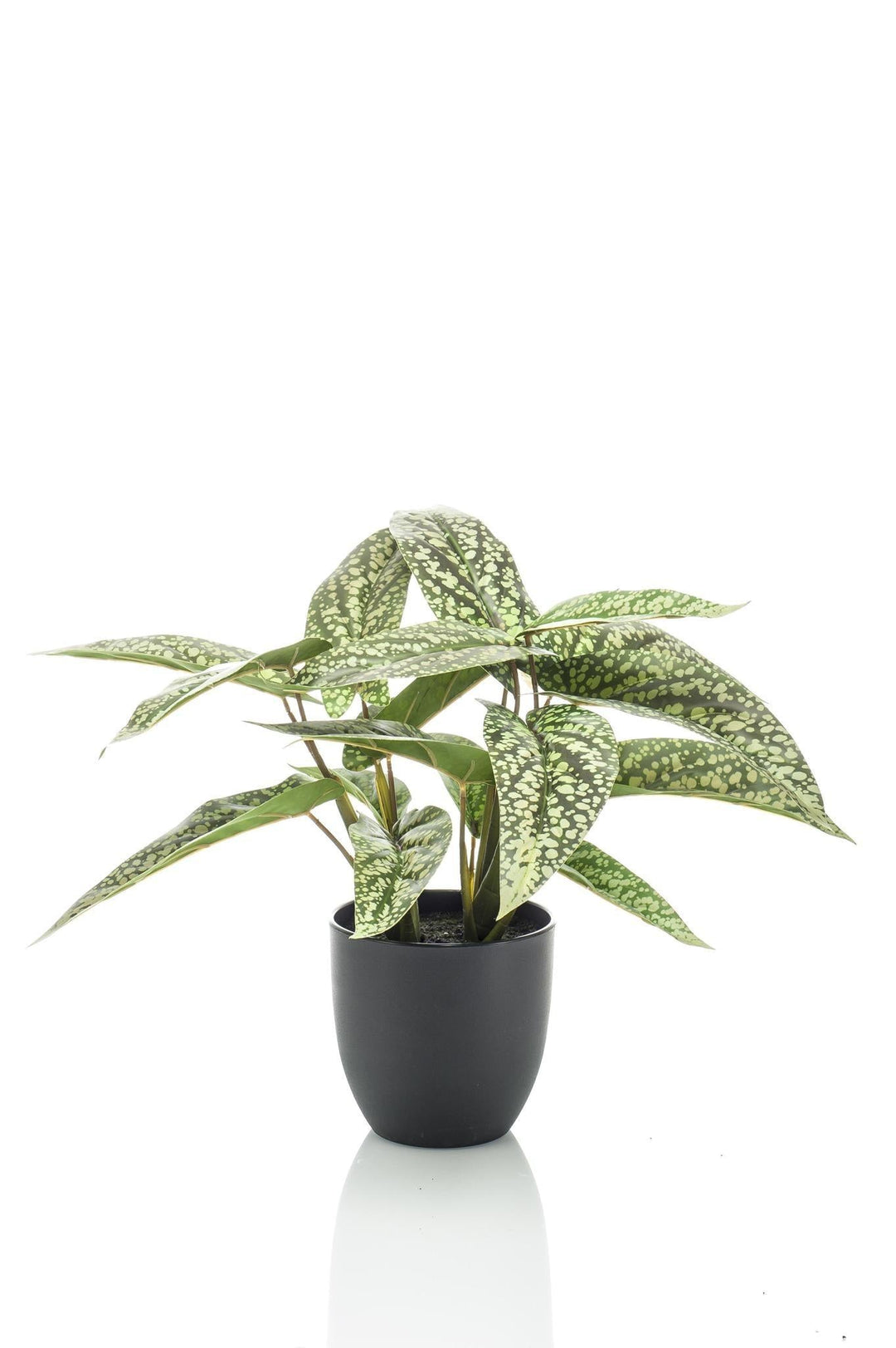Calathea Dots - 38 cm - kunstpflanze-Plant-Botanicly