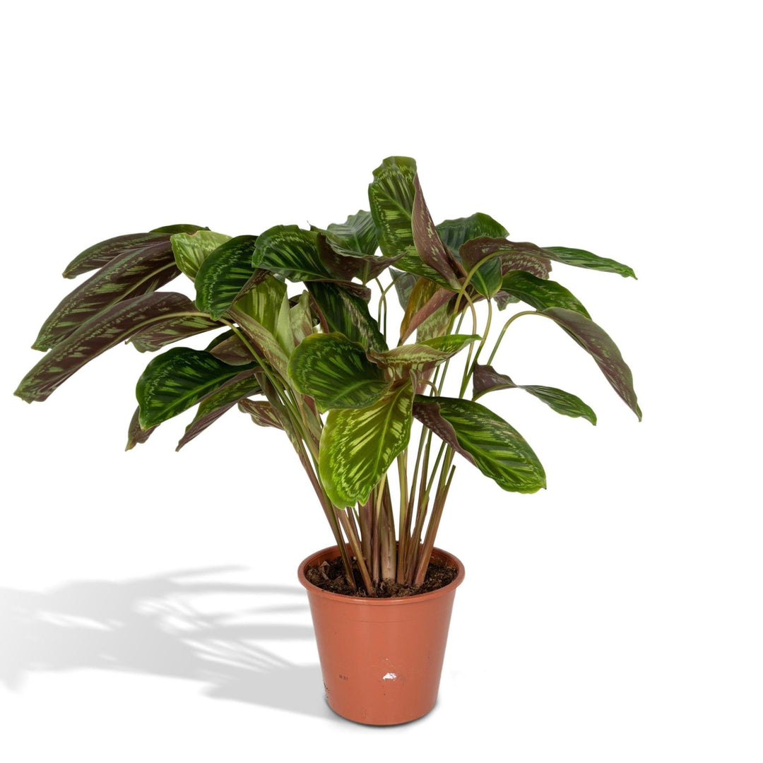 Calathea Flamestar - Pfauenpflanze - 75cm - Ø19-Plant-Botanicly