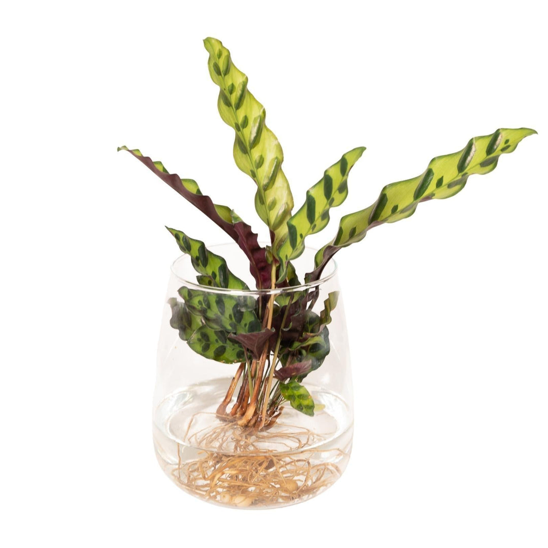 Calathea Insignis aus Kingston-Glas - 30 cm - ø4-Plant-Botanicly