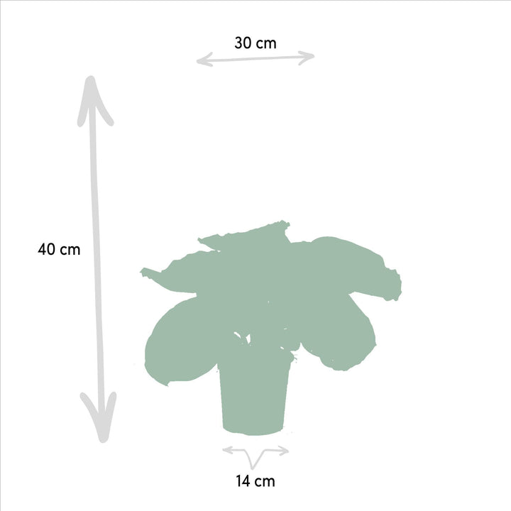 Calathea Medallion - 40cm hoch, ø14cm - Zimmerpflanze - Schattenpflanze - Luftreinigend - Frisch aus der Gärtnerei-Plant-Botanicly
