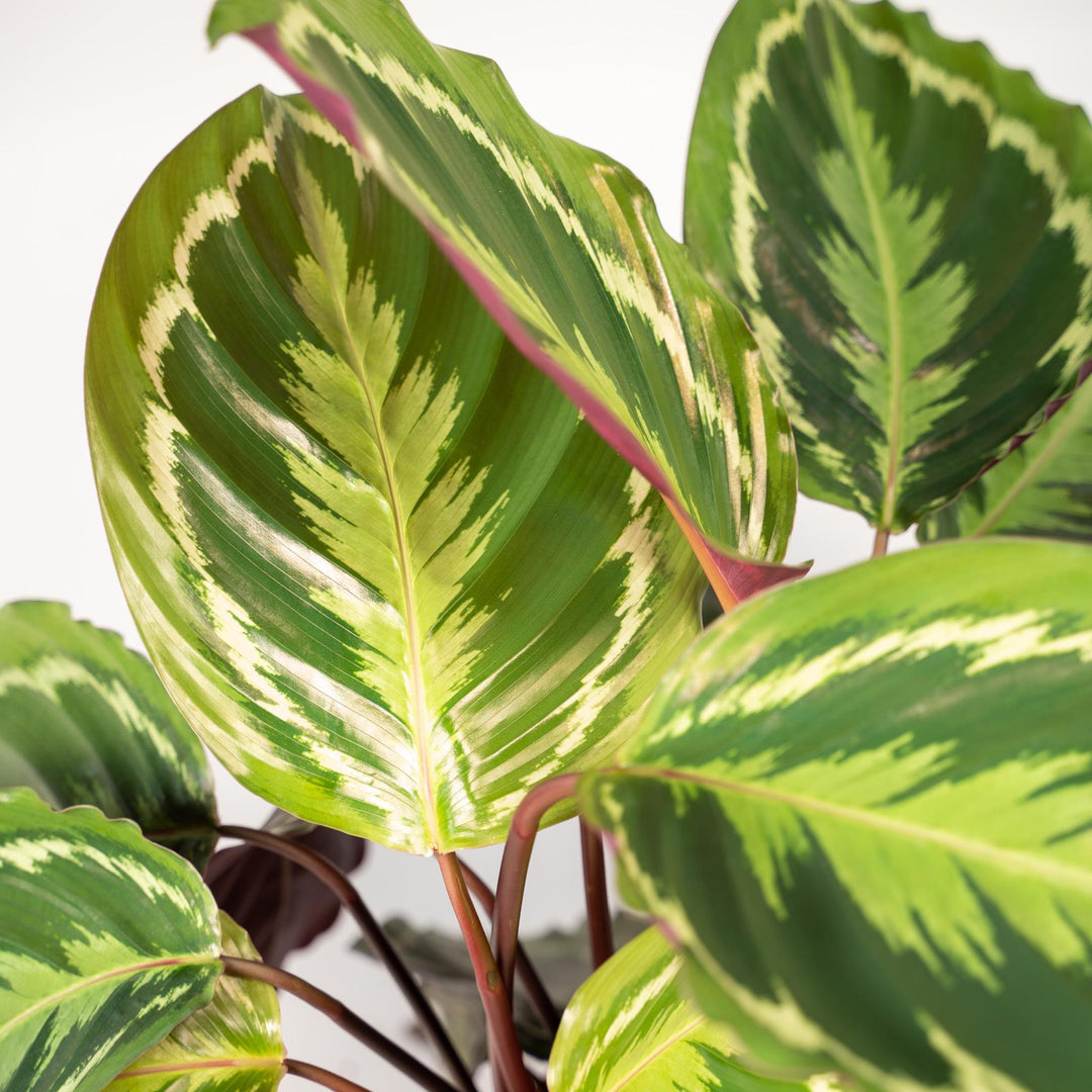 Calathea Medallion - 65-75cm hoch, ø19cm - Zimmerpflanze - Schattenpflanze - Luftreinigend - Frisch aus der Gärtnerei-Plant-Botanicly