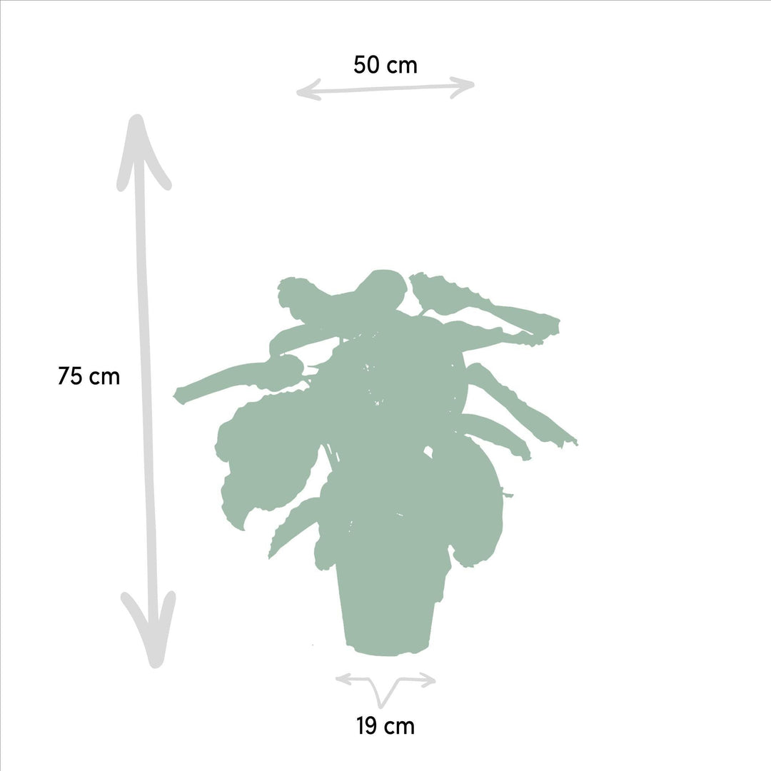 Calathea Medallion - 65-75cm hoch, ø19cm - Zimmerpflanze - Schattenpflanze - Luftreinigend - Frisch aus der Gärtnerei-Plant-Botanicly