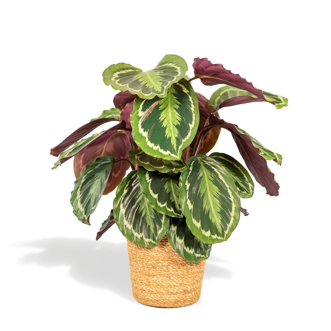 Calathea Medallion mit Korb - 65-75cm hoch, ø19cm - Zimmerpflanze - Schattenpflanze - Luftreinigend - Frisch aus der Gärtnerei-Plant-Botanicly