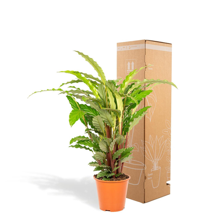 Calathea Miroscha - 75-85cm hoch, ø19cm - Zimmerpflanze - Schattenpflanze - Luftreinigend - Frisch aus der Gärtnerei-Plant-Botanicly
