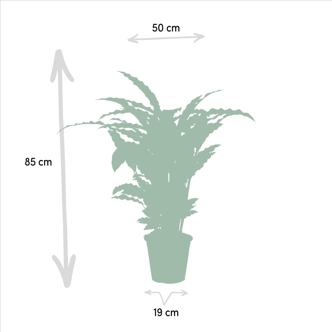 Calathea Miroscha - 75-85cm hoch, ø19cm - Zimmerpflanze - Schattenpflanze - Luftreinigend - Frisch aus der Gärtnerei-Plant-Botanicly
