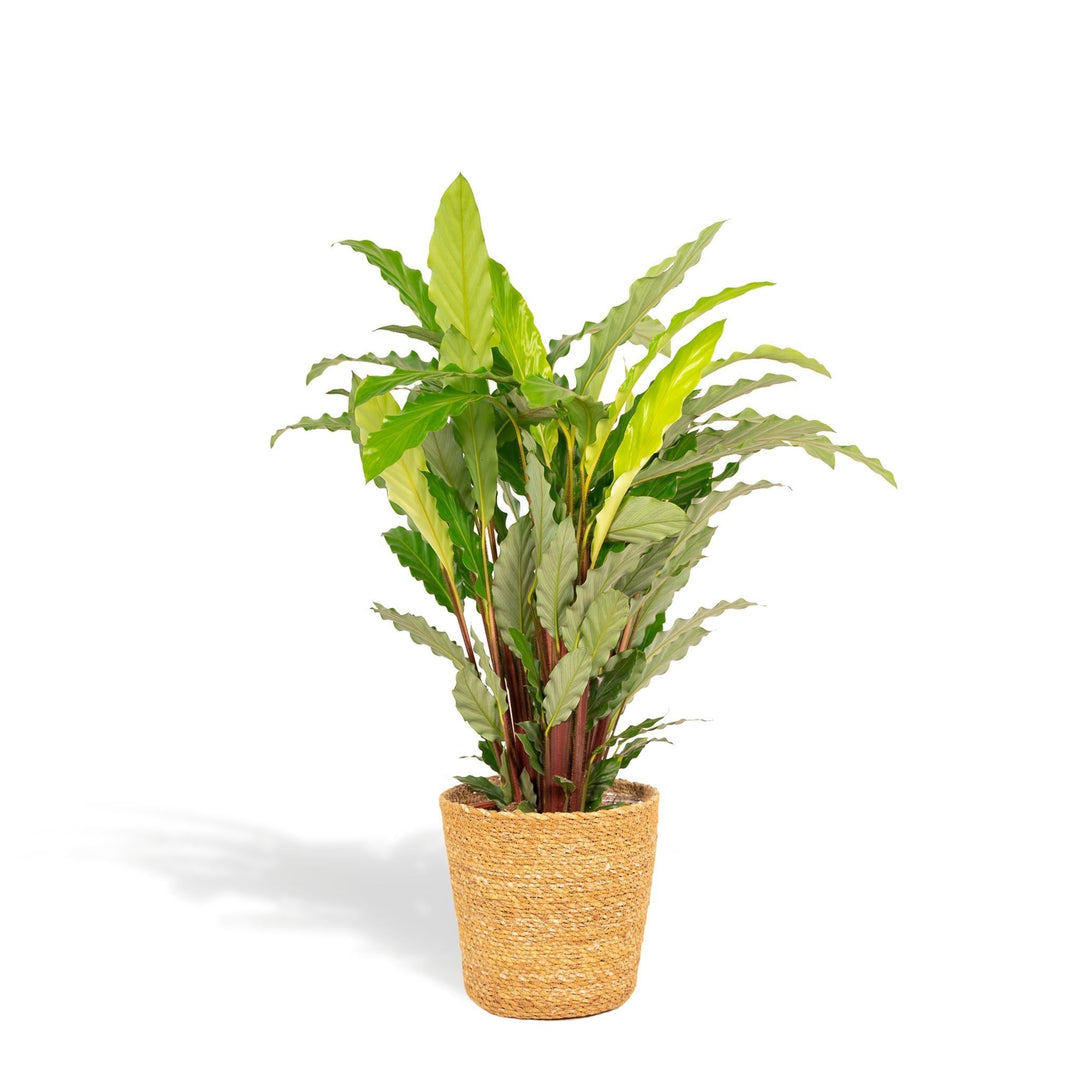 Calathea Miroscha mit Korb - 75-85cm hoch, ø19cm - Zimmerpflanze - Schattenpflanze - Luftreinigend - Frisch aus der Gärtnerei-Plant-Botanicly