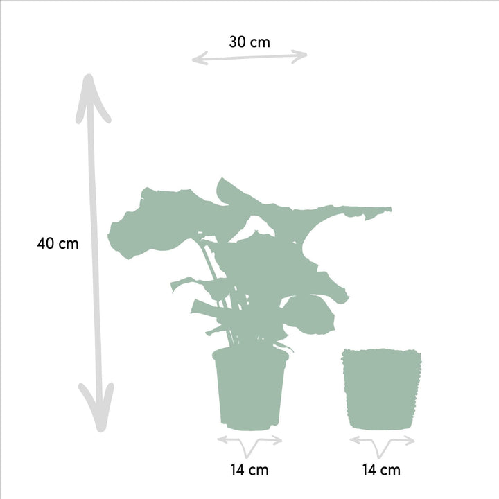 Calathea Orbifolia mit Korb - 40cm hoch, ø14cm - Zimmerpflanze - Schattenpflanze - Luftreinigend - Frisch aus der Gärtnerei-Plant-Botanicly