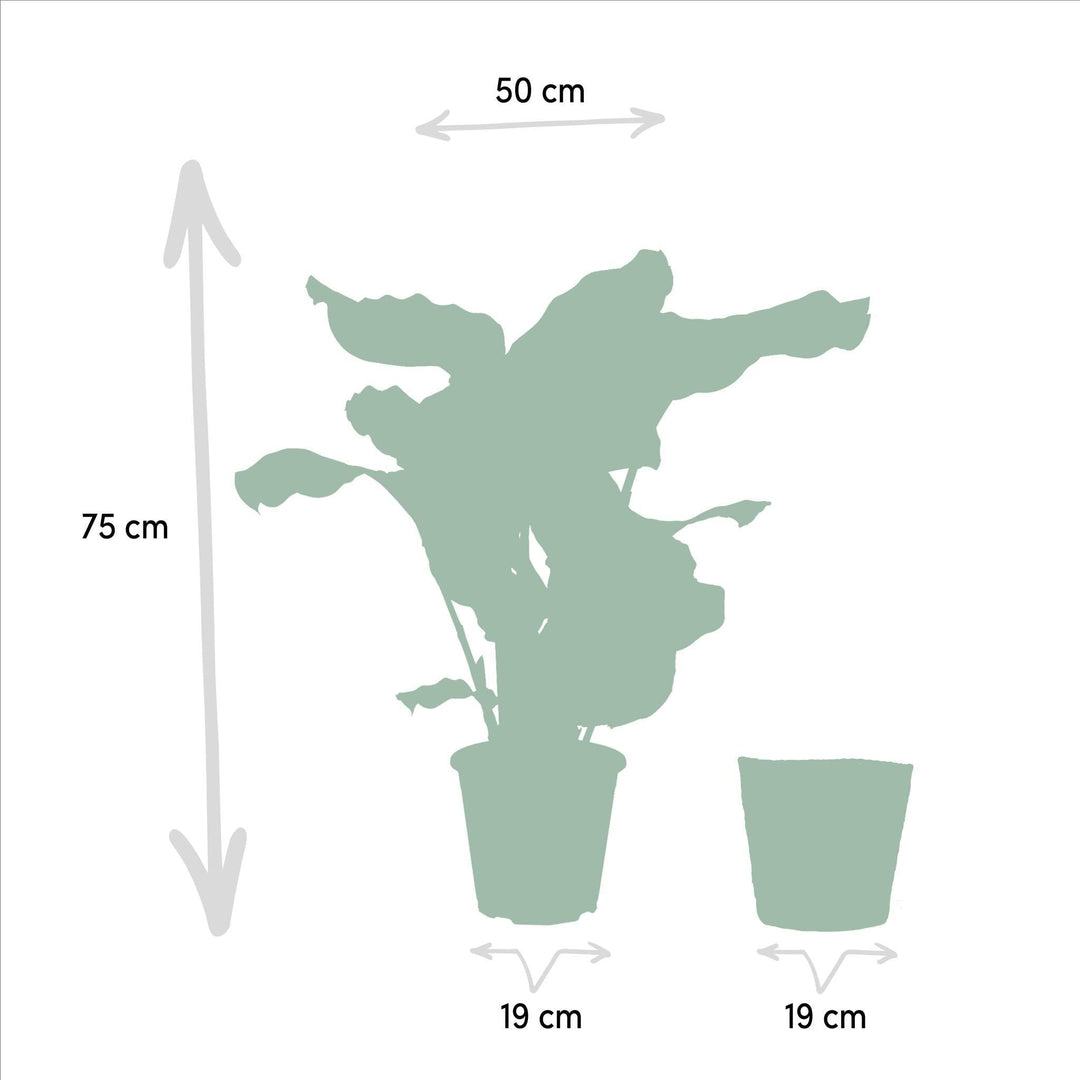 Calathea Orbifolia mit Korb - 65-75cm hoch, ø19cm - Zimmerpflanze - Schattenpflanze - Luftreinigend - Frisch aus der Gärtnerei-Plant-Botanicly