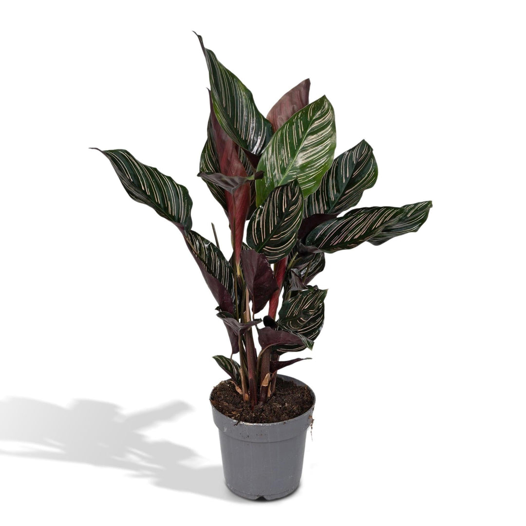 Calathea Ornata - 50cm - ø14-Plant-Botanicly