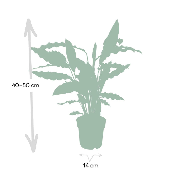 Calathea Rufibarba - 50cm - ø14-Plant-Botanicly