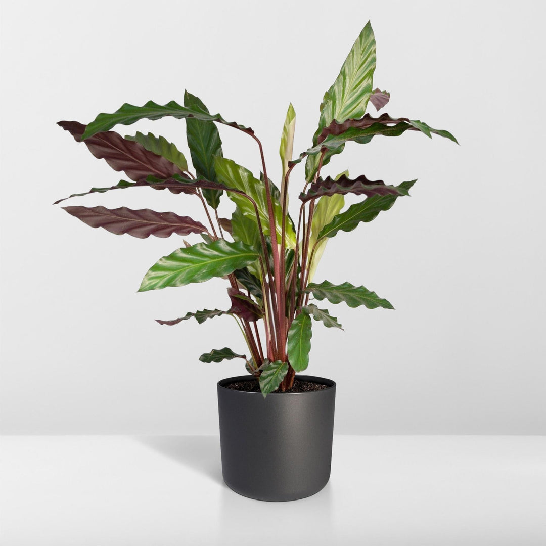 Calathea Rufibarba - 50cm - ø14-Plant-Botanicly
