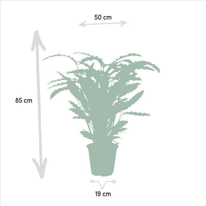 Calathea Rufibarba - 75-85cm hoch, ø19cm - Zimmerpflanze - Schattenpflanze - Luftreinigend - Frisch aus der Gärtnerei-Plant-Botanicly