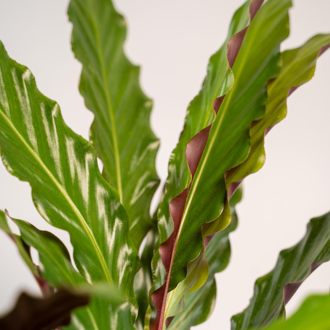 Calathea Rufibarba mit Korb - 75-85cm hoch, ø19cm - Zimmerpflanze - Schattenpflanze - Luftreinigend - Frisch aus der Gärtnerei-Plant-Botanicly