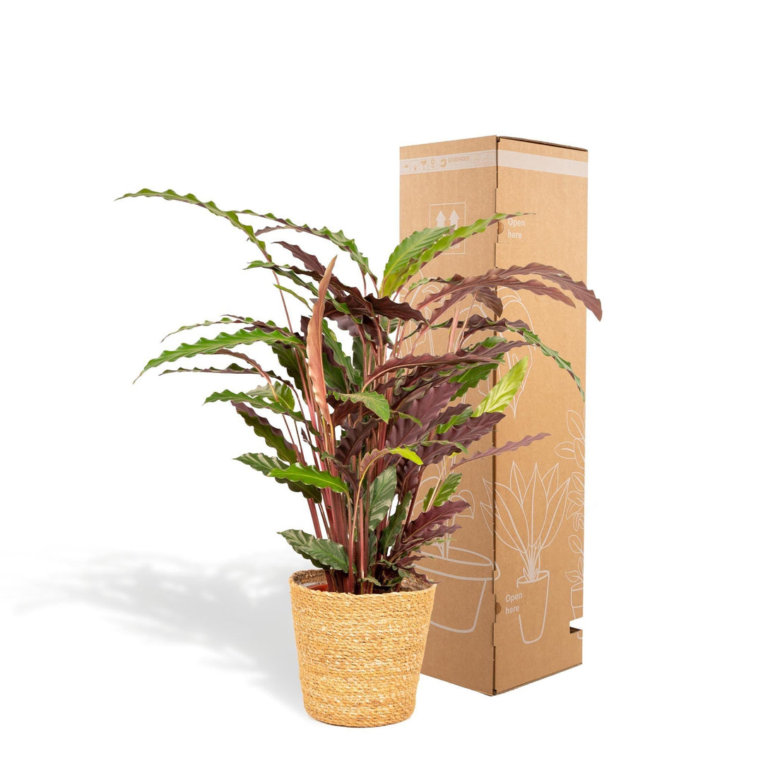 Calathea Rufibarba mit Korb - 75-85cm hoch, ø19cm - Zimmerpflanze - Schattenpflanze - Luftreinigend - Frisch aus der Gärtnerei-Plant-Botanicly