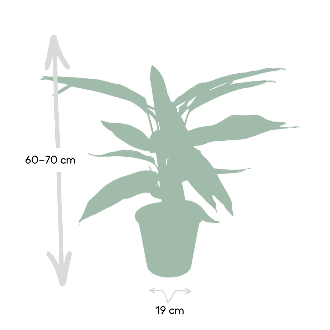 Calathea Triostar - Pfauenpflanze - 70cm - Ø19-Plant-Botanicly