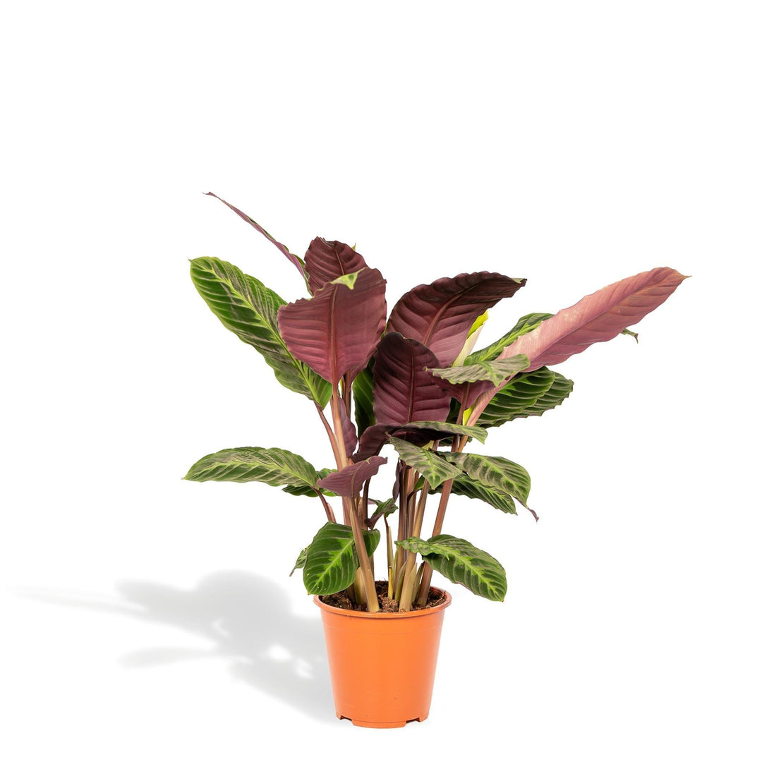 Calathea Warscewiczii - 65-75cm hoch, ø19cm - Zimmerpflanze - Schattenpflanze - Luftreinigend - Frisch aus der Gärtnerei-Plant-Botanicly