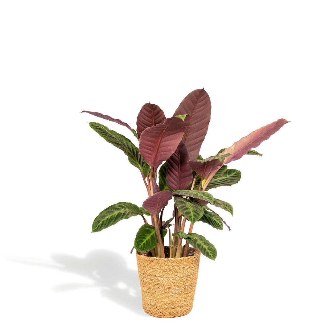 Calathea Warscewiczii mit Korb - 65-75cm hoch, ø19cm - Zimmerpflanze - Schattenpflanze - Luftreinigend - Frisch aus der Gärtnerei-Plant-Botanicly