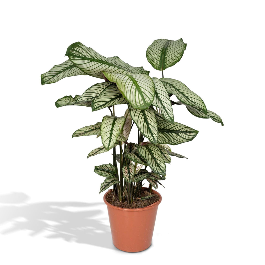 Calathea Whitestar - Pfauenpflanze - 50cm - Ø19-Plant-Botanicly
