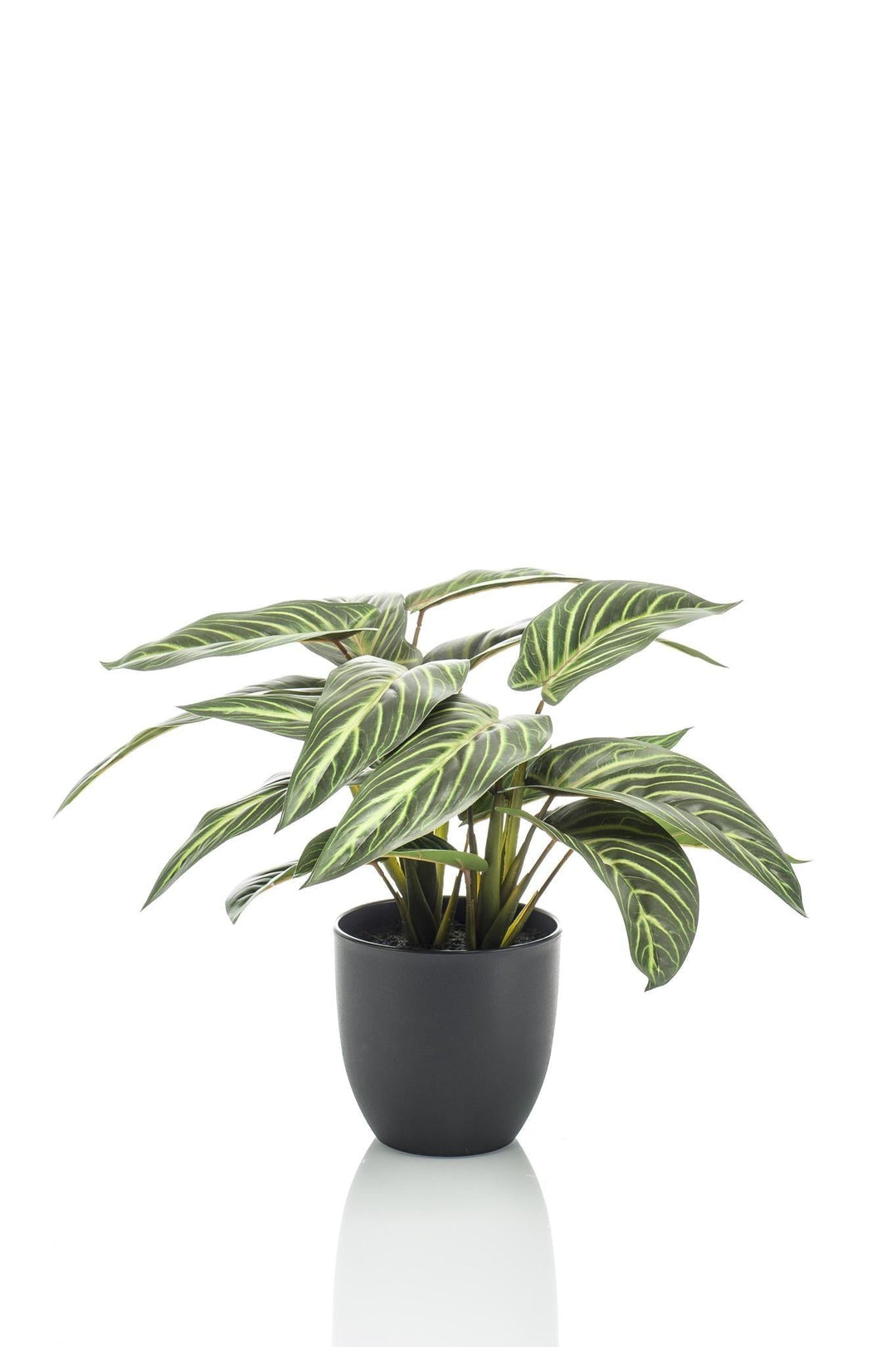 Calathea Zebrina - 38 cm - kunstpflanze-Plant-Botanicly