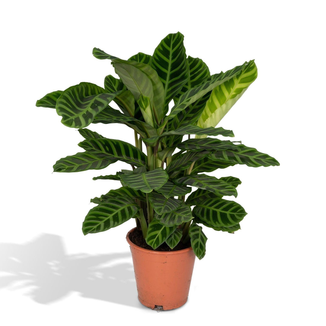 Calathea Zebrina - Pfauenpflanze - 80cm - Ø19-Plant-Botanicly
