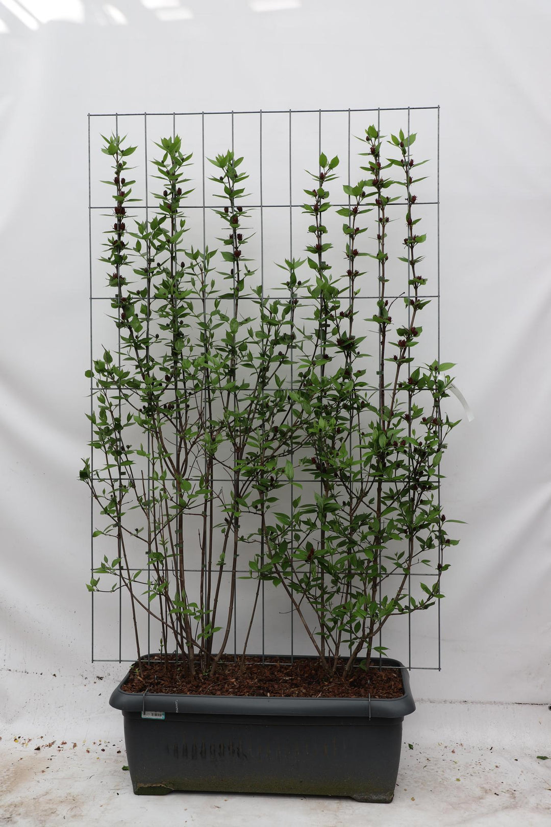Calycanthus floridus - ↨180cm - 1 stuks-Plant-Botanicly