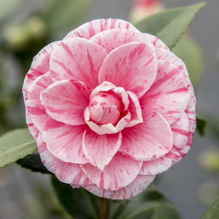 Camellia jap. 'Bonomiana' - ↨70cm - Ø24cm-Plant-Botanicly