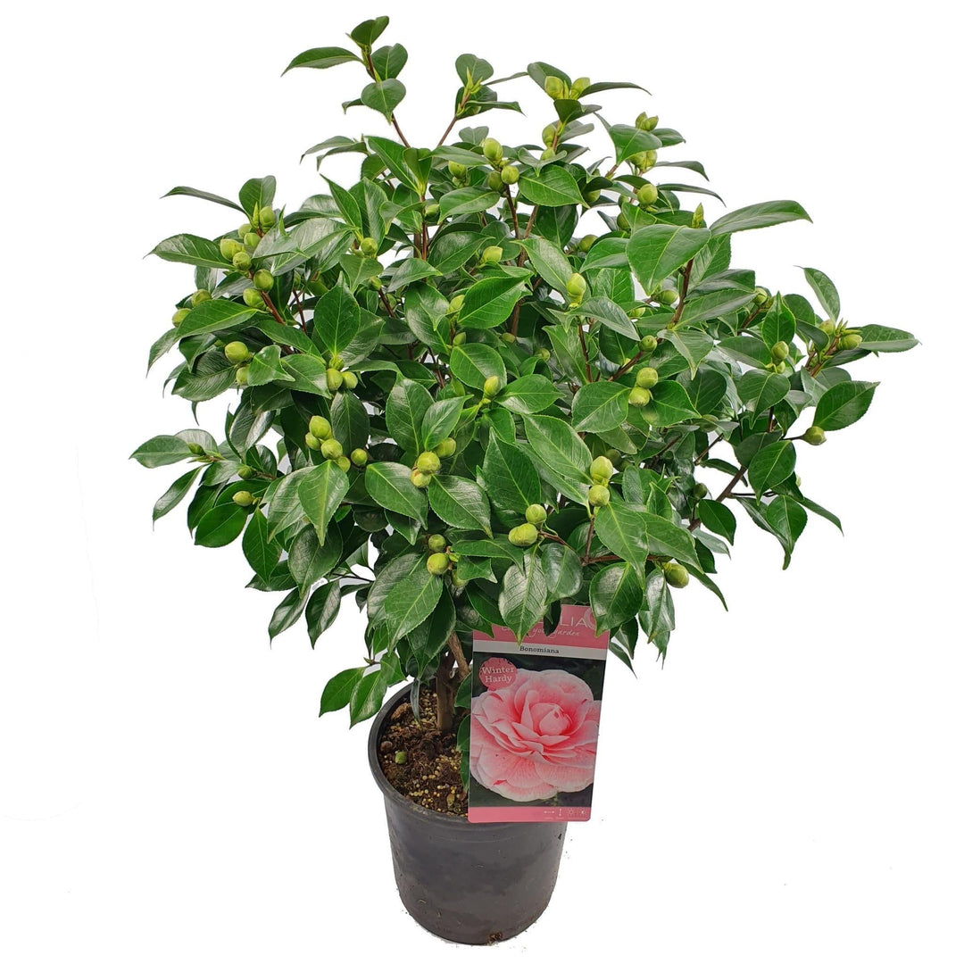 Camellia jap. 'Bonomiana' - ↨70cm - Ø24cm-Plant-Botanicly