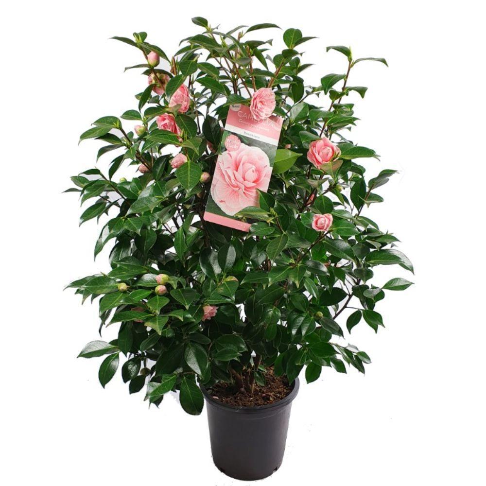 Camellia jap. 'Bonomiana' - ↨90cm - Ø29cm-Plant-Botanicly
