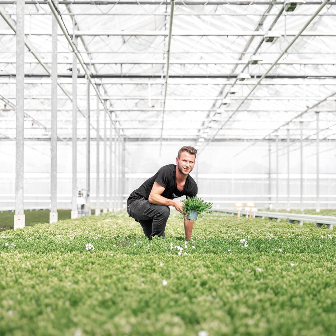 Campanula Addenda Ambella weiß - Weidenschale mit Campanula mit Bewässerungssystem - 3 Stück - Glockenblume weiß - Topfgröße 12cm - indoor & outdoor-Plant-Botanicly