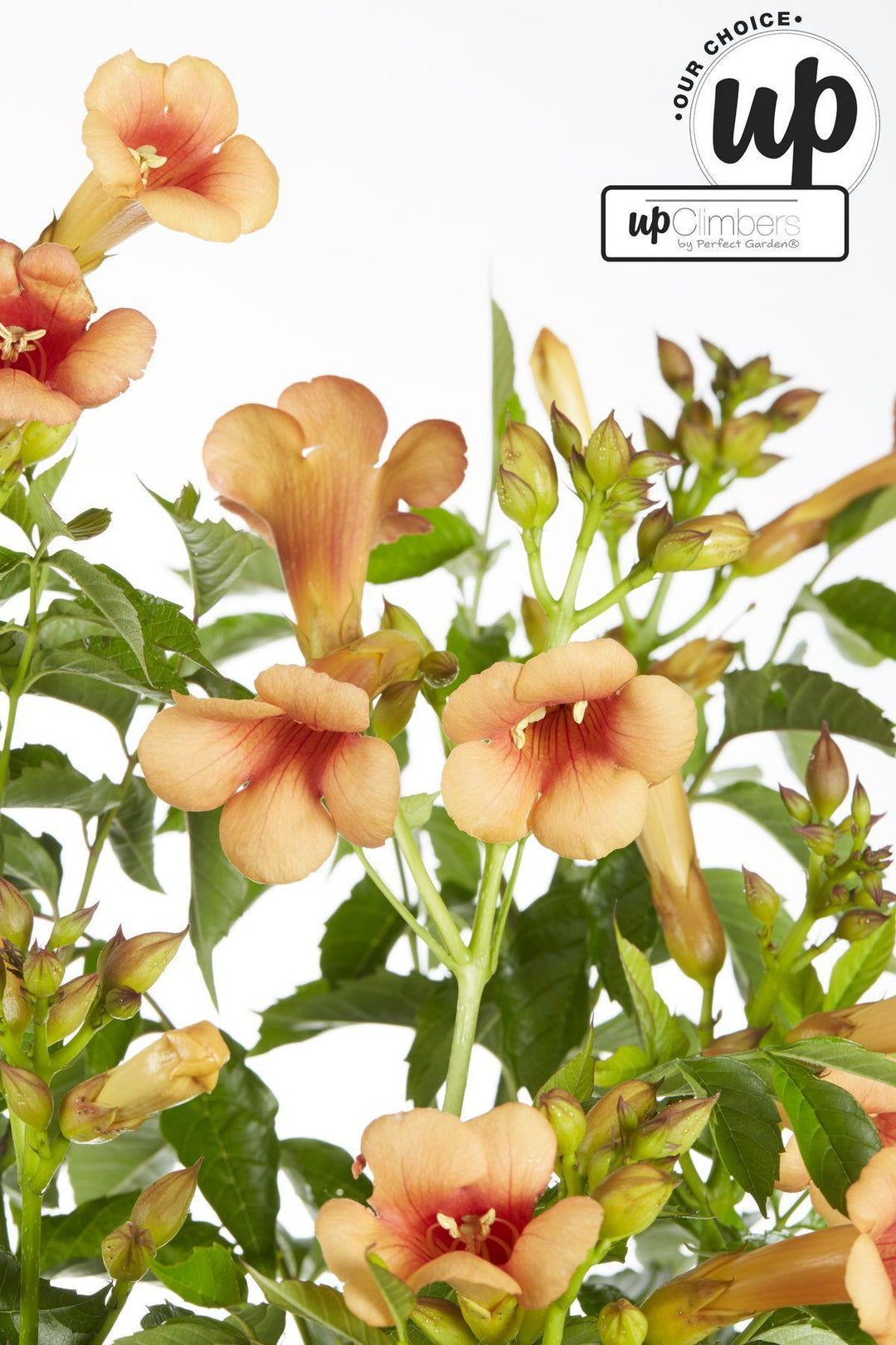 Campsis 'Indian Summer' - ↨65cm - Ø15-Plant-Botanicly