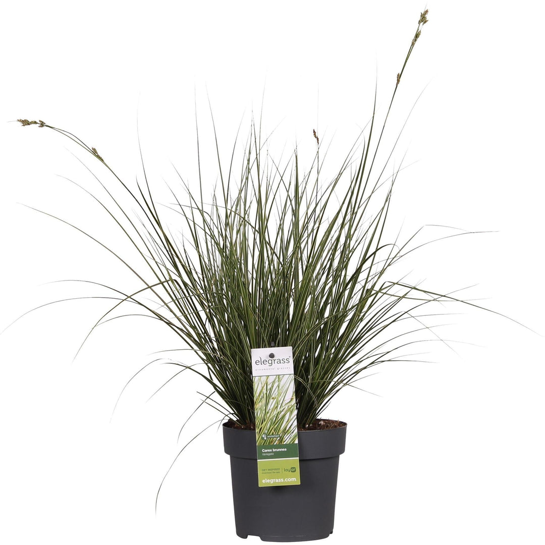 Carex brunnea 'Variegata' - ↨30cm - Ø14-Plant-Botanicly