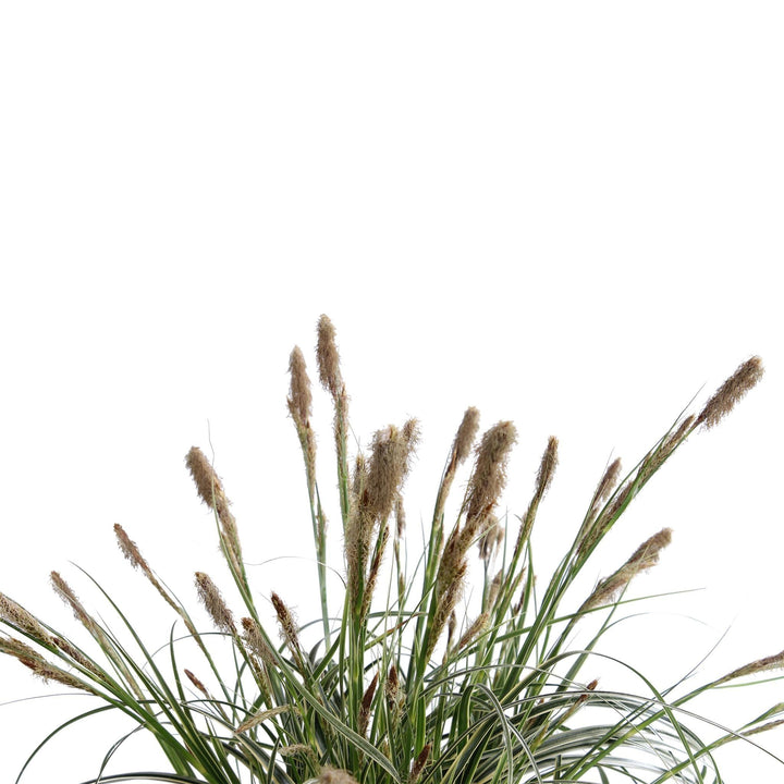 Carex 'Feather Falls' - ↨40cm - Ø19-Plant-Botanicly