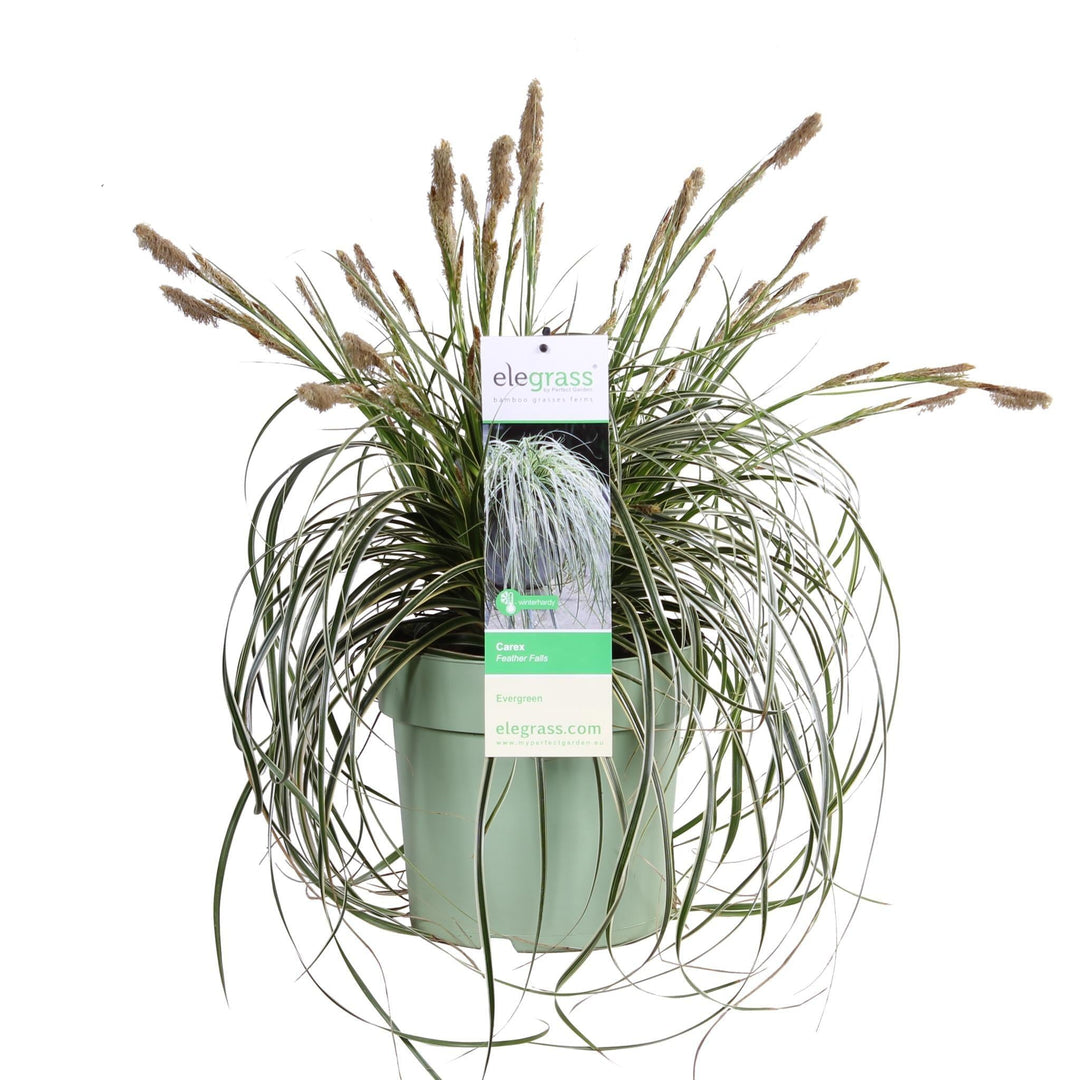 Carex 'Feather Falls' - ↨60cm - Ø23-Plant-Botanicly
