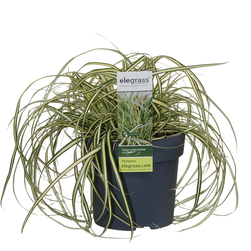 Carex hachijoensis 'Evergold' - ↨30cm - Ø14-Plant-Botanicly