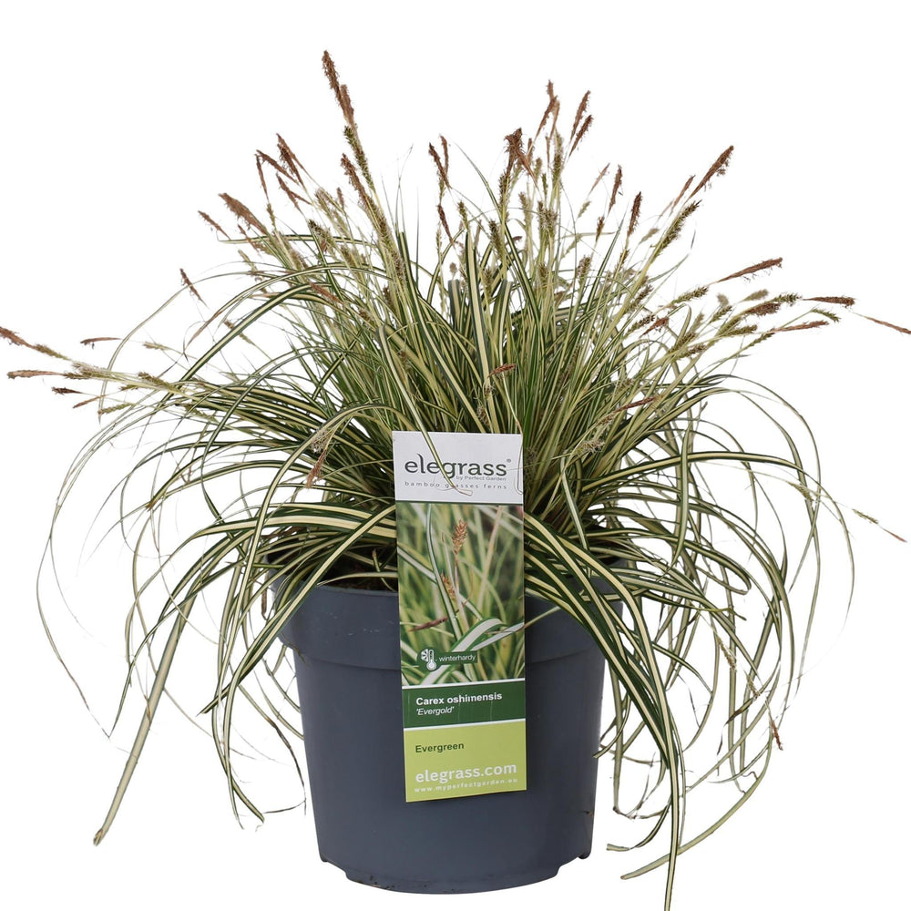 Carex hachijoensis 'Evergold' - ↨40cm - Ø19-Plant-Botanicly