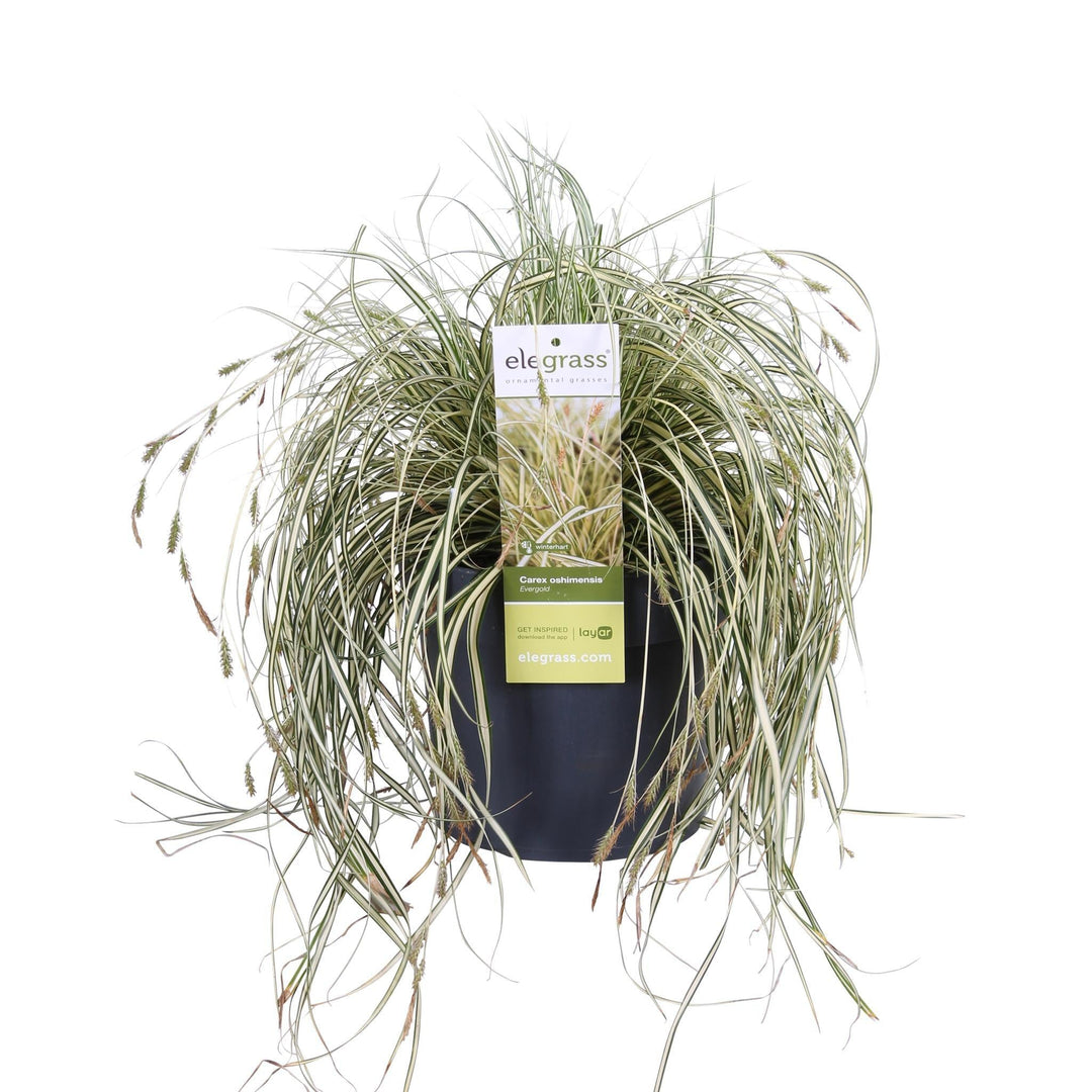 Carex hachijoensis 'Evergold' - ↨40cm - Ø19-Plant-Botanicly