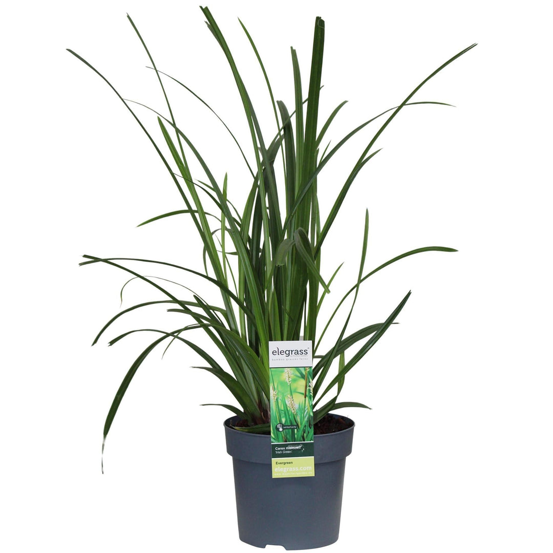 Carex morrowii 'Irish Green' - ↨30cm - Ø14-Plant-Botanicly