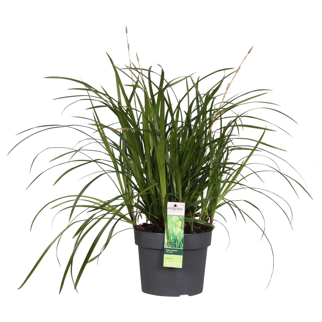 Carex morrowii 'Irish Green' - ↨40cm - Ø19-Plant-Botanicly