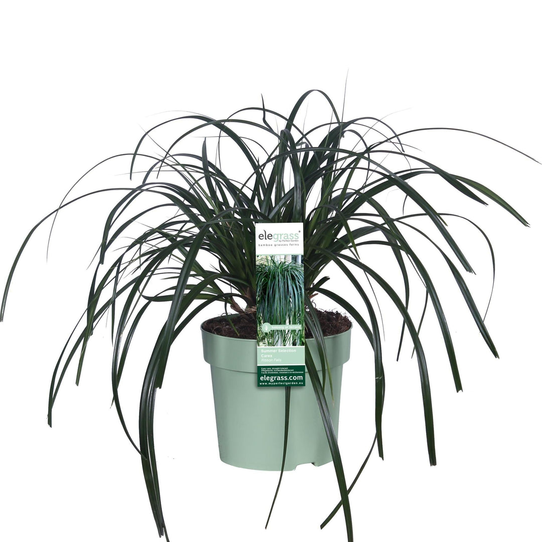 Carex 'Ribbon Falls' - ↨30cm - Ø14-Plant-Botanicly