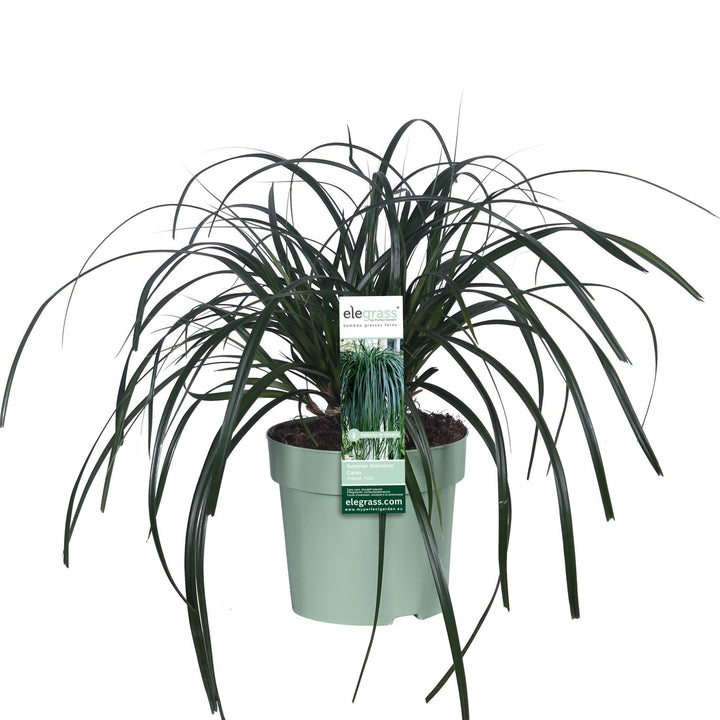 Carex 'Ribbon Falls' - ↨30cm - Ø14-Plant-Botanicly