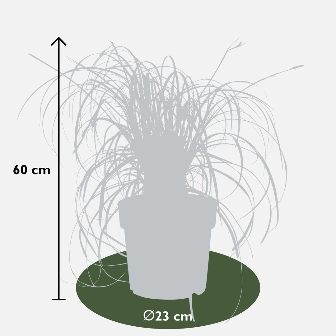 Carex 'Ribbon Falls' - ↨60cm - Ø23-Plant-Botanicly