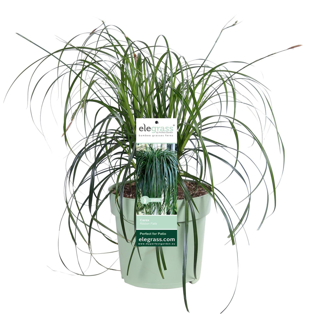 Carex 'Ribbon Falls' - ↨60cm - Ø23-Plant-Botanicly