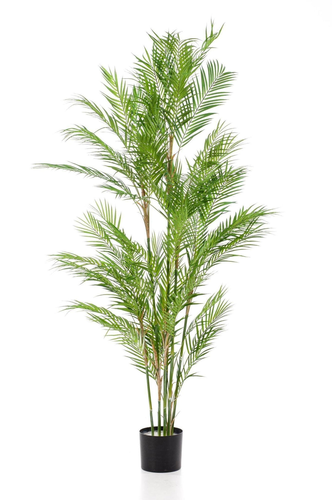 Chamaedorea Elegans - Bergpalme - 180 cm - kunstpflanze-Plant-Botanicly