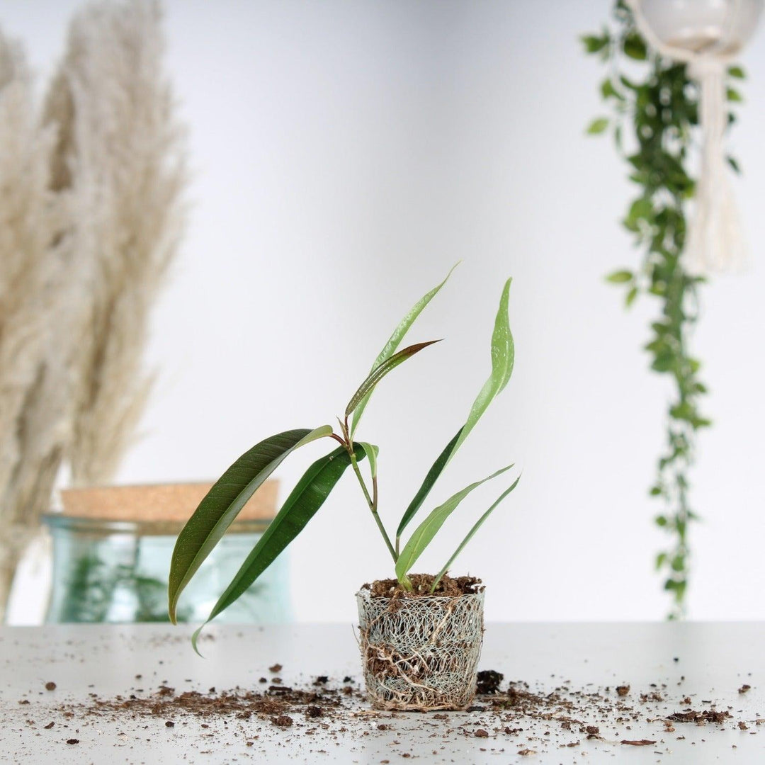 Chaotic Rebel Kid (Ficus Alii stekje ) - Nachhaltige Zimmerpflanzen kaufen Botanicly Foto 2