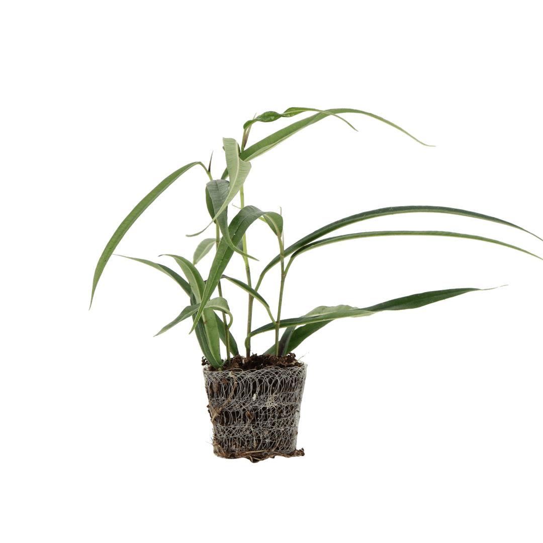 Chaotic Rebel Kid (Ficus Alii stekje ) - Nachhaltige Zimmerpflanzen kaufen Botanicly Foto 1