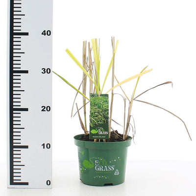 Riesen-Chinaschilf (Miscanthus giganteus Eco2Grass) - Nachhaltige Zimmerpflanzen kaufen Botanicly Foto 2