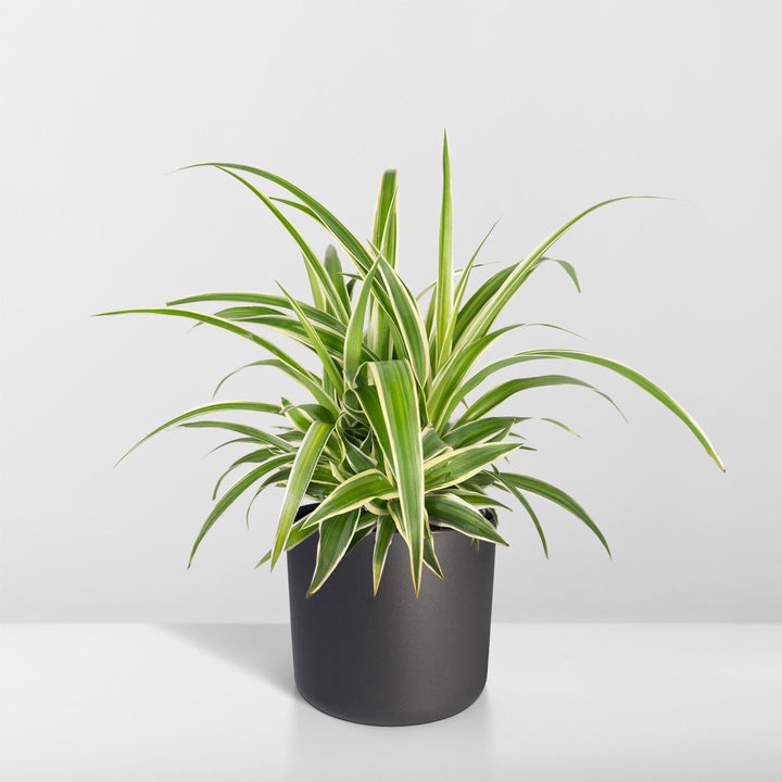 Chlorophytum - 25cm - Ø12-Plant-Botanicly