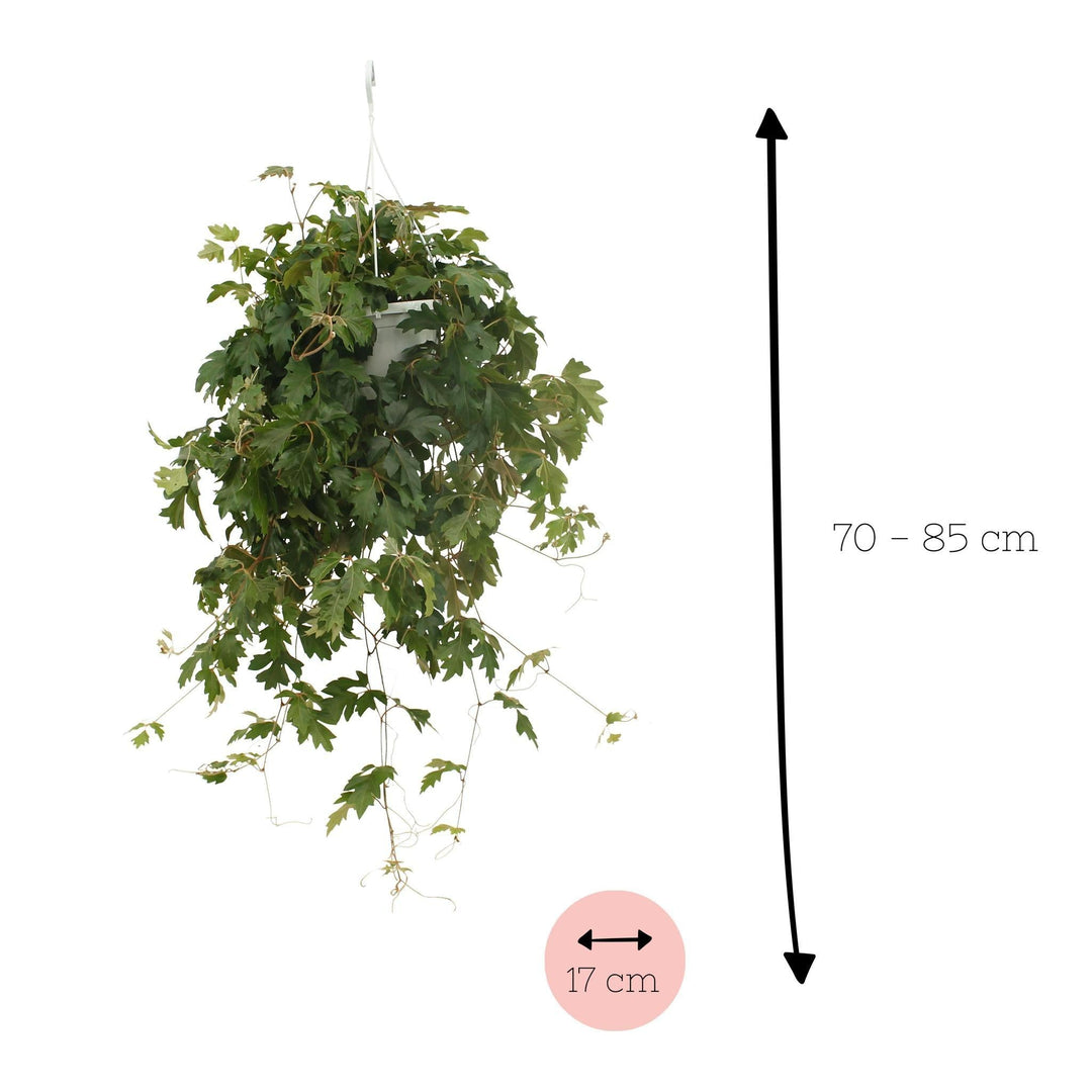 Cissus Ellen Danic - ↨70cm - Ø17-Plant-Botanicly