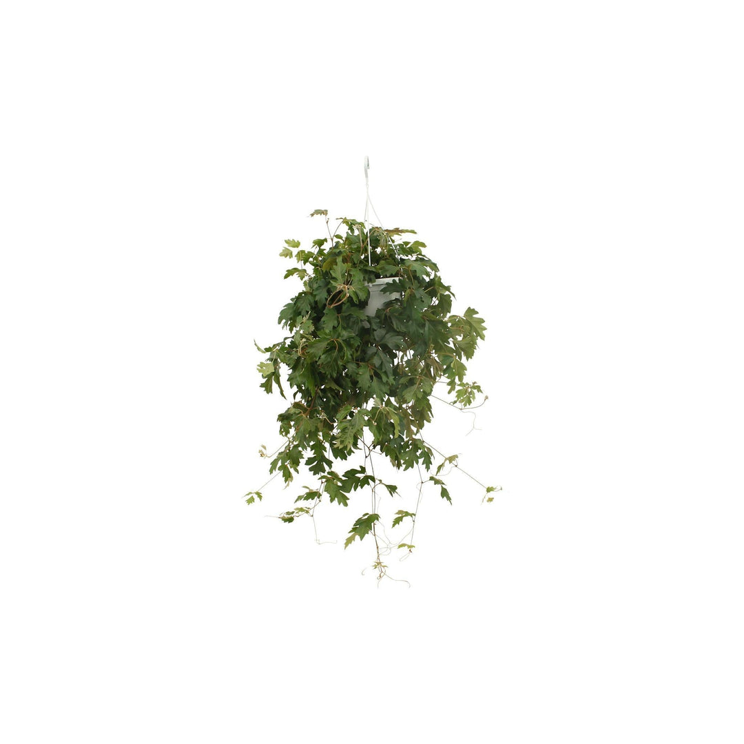 Cissus Ellen Danic - ↨70cm - Ø17-Plant-Botanicly