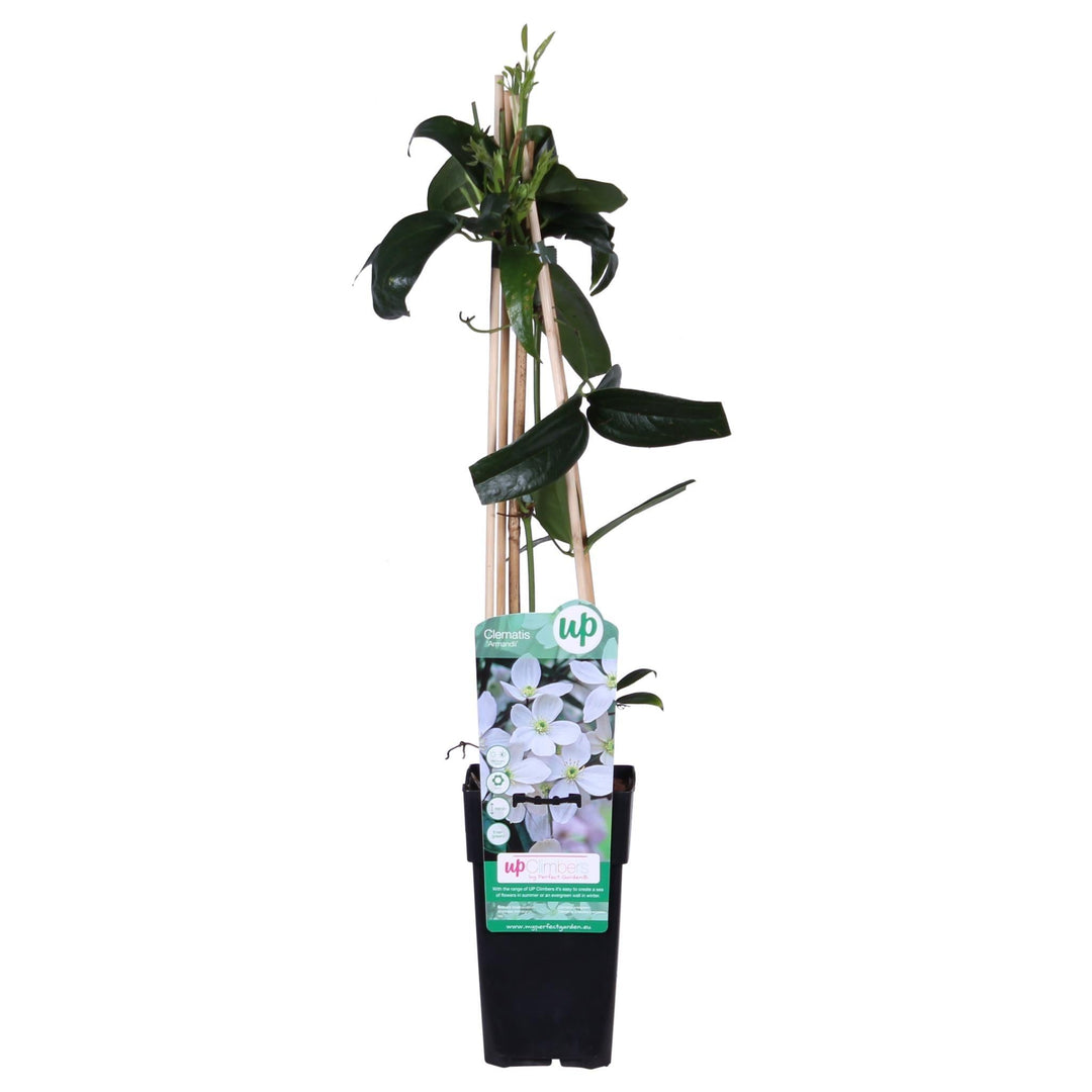 Clematis armandii - ↨65cm - Ø15-Plant-Botanicly